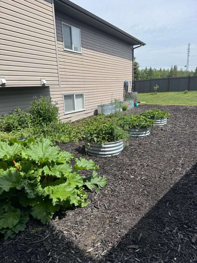 Backyard side of house mulched garden area