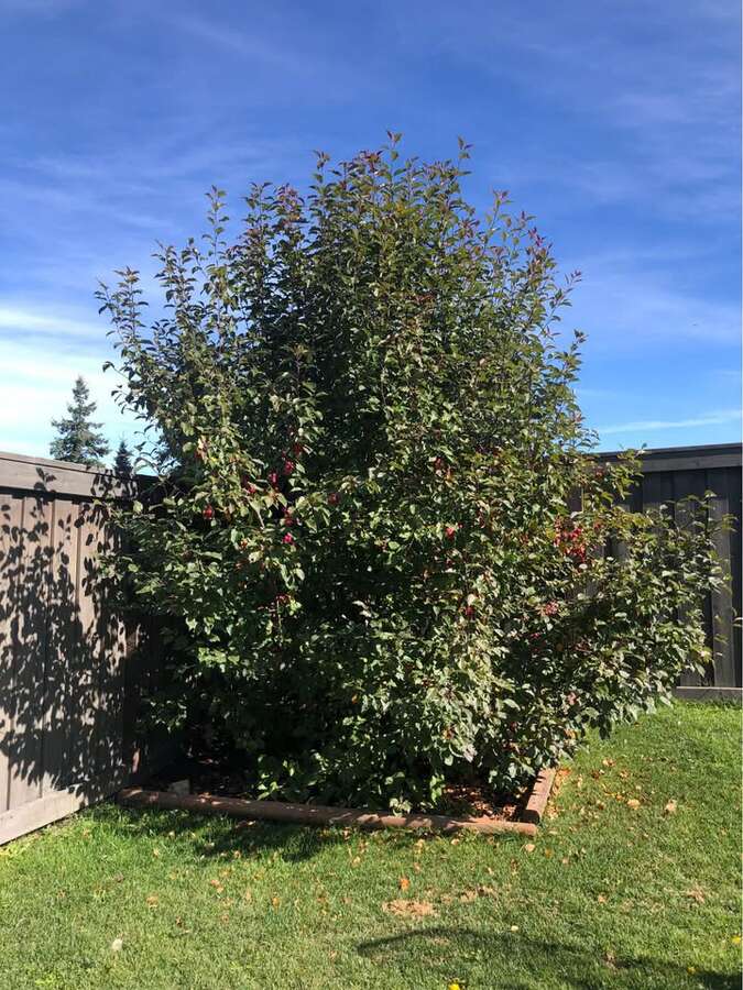 backyard apple tree