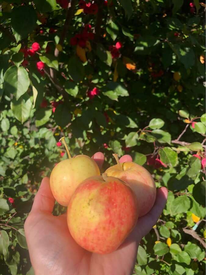 backyard apple tree