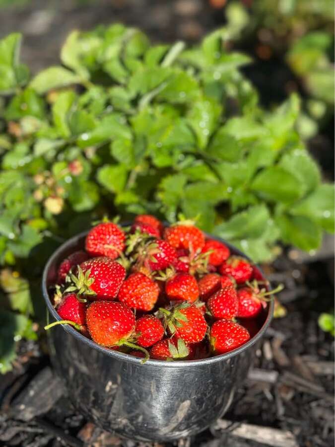 backyard strawberry patch