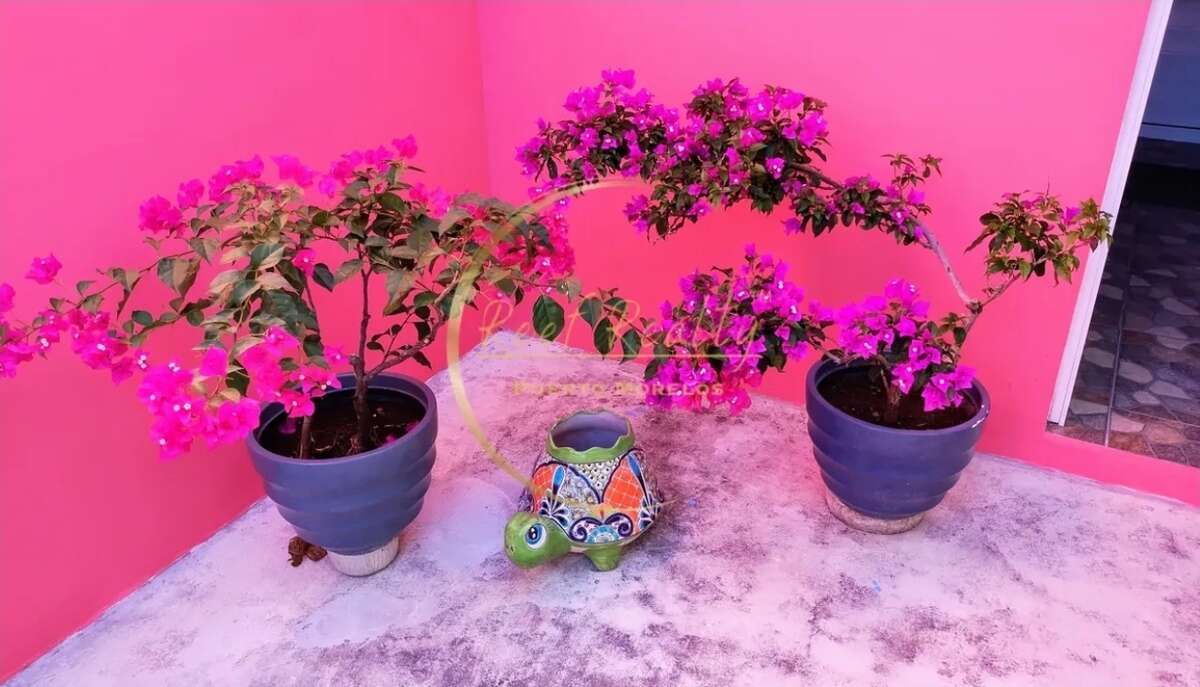 Casa Del Ray