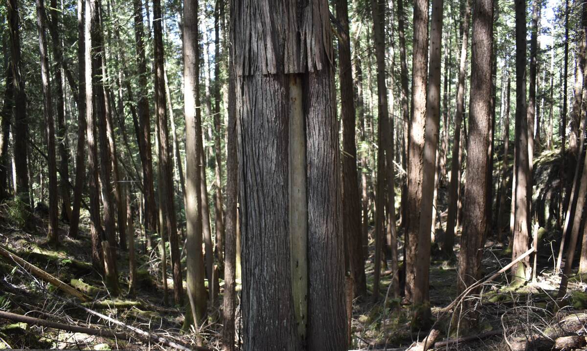 Modified Tree