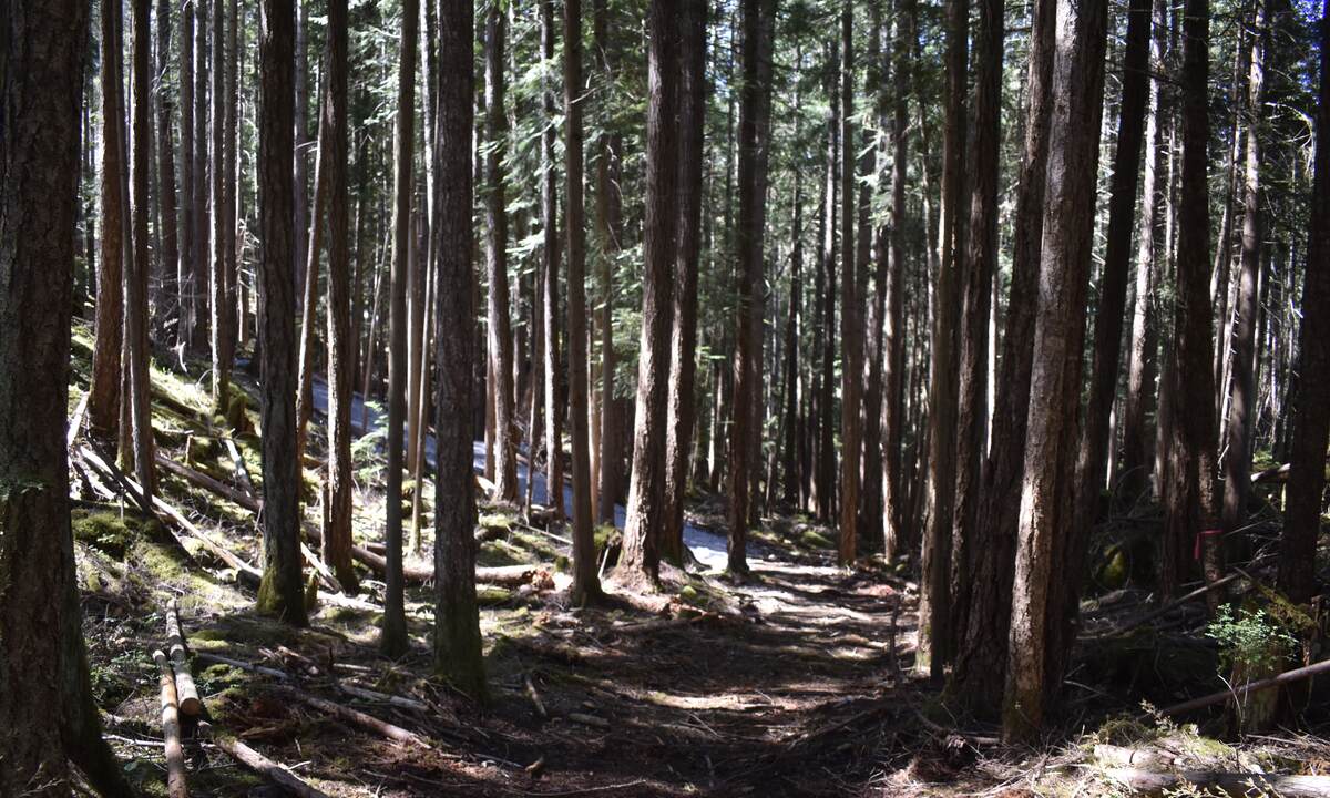 Lower Road