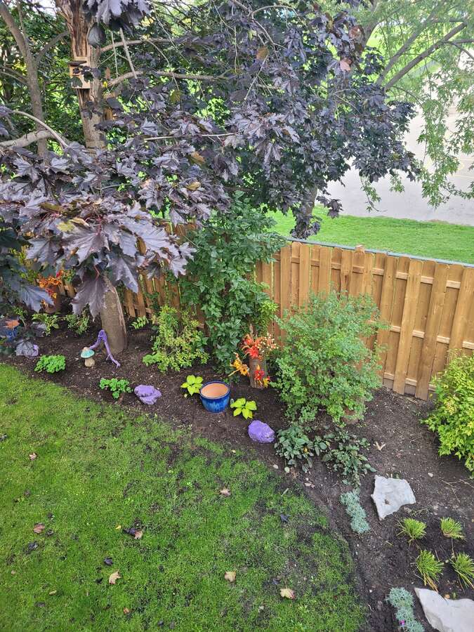 Backyard garden