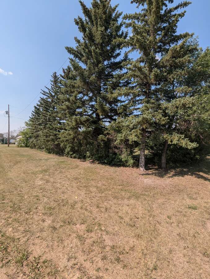 Mature spruce lining south side of property