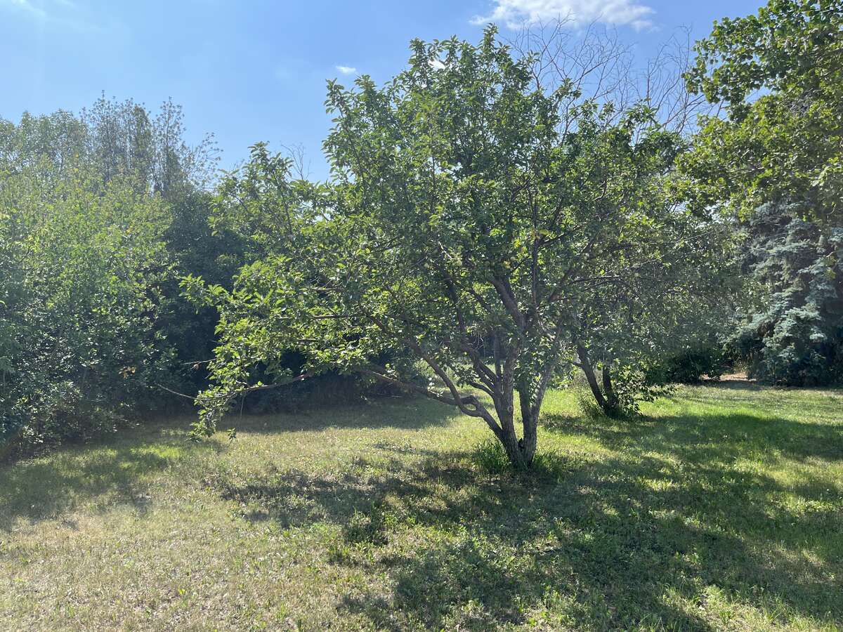 North yard with Battleford and Patterson apples