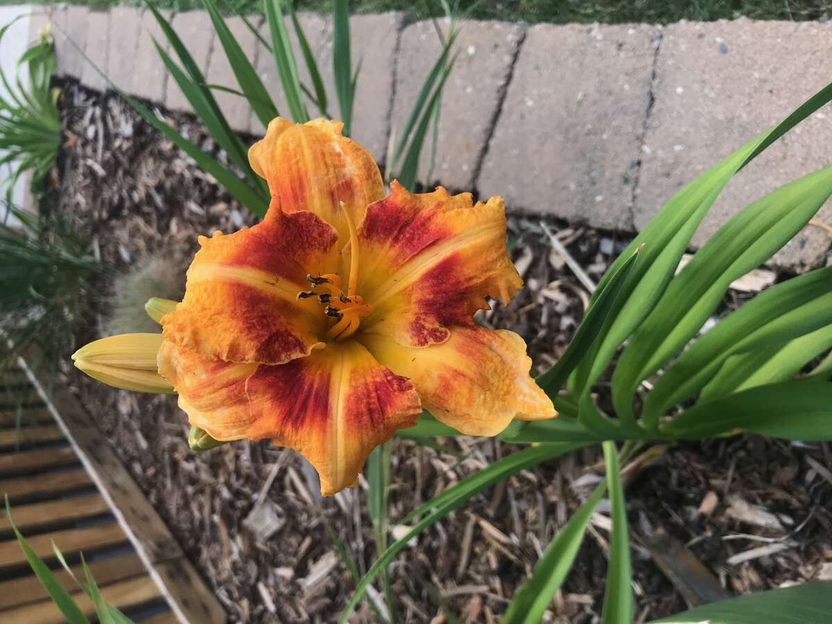 Perennial Tiger lillies