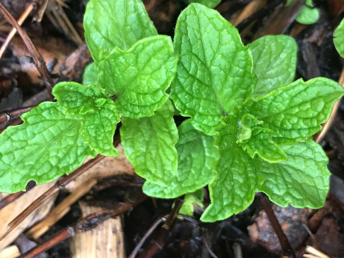 Perennial Peppermint for evening cocktails or morning teas