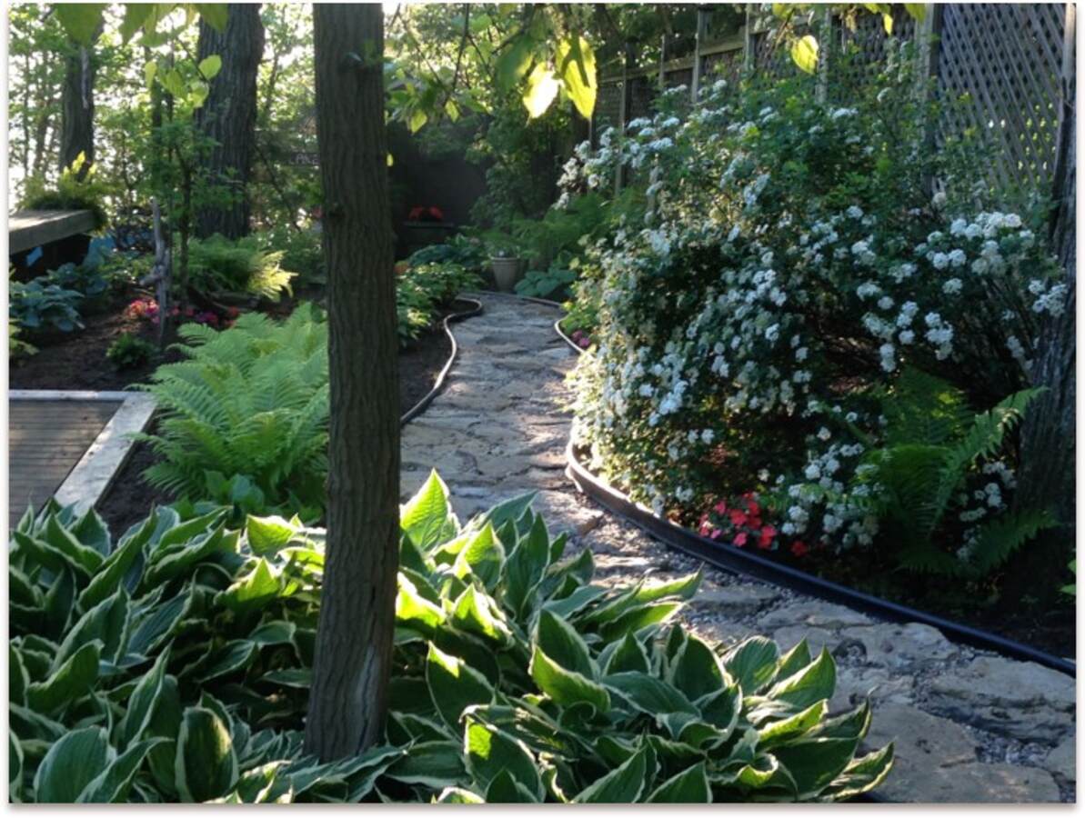 Garden over septic tank