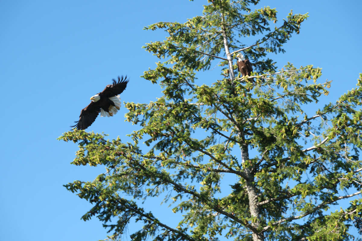 A pair of bald eagles