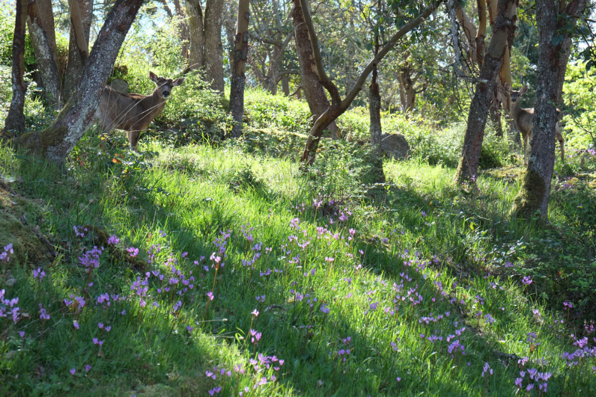 Deer among the spring wild flowers