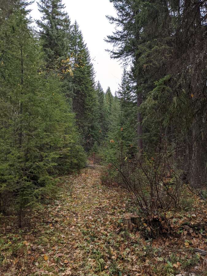 View of treed area on the property