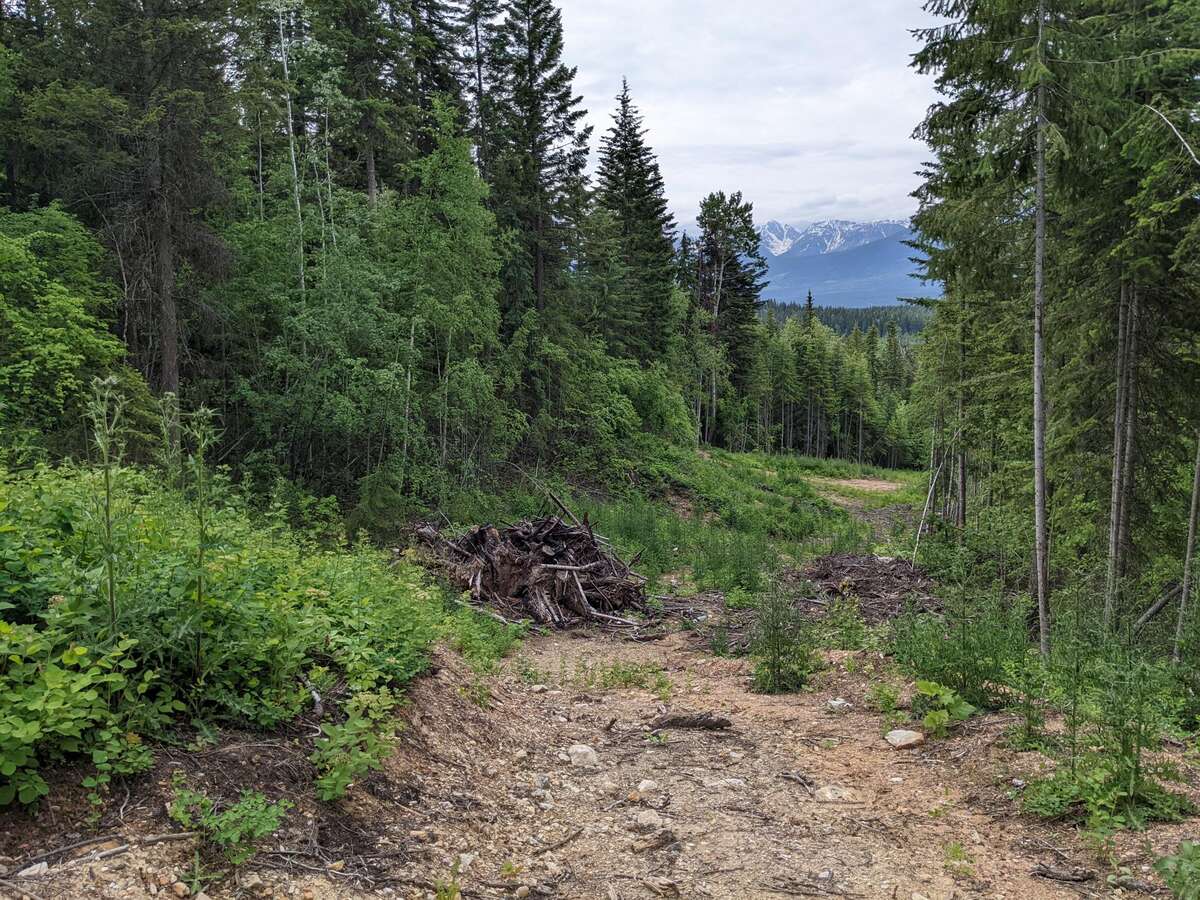 View of a cleared section of the access road