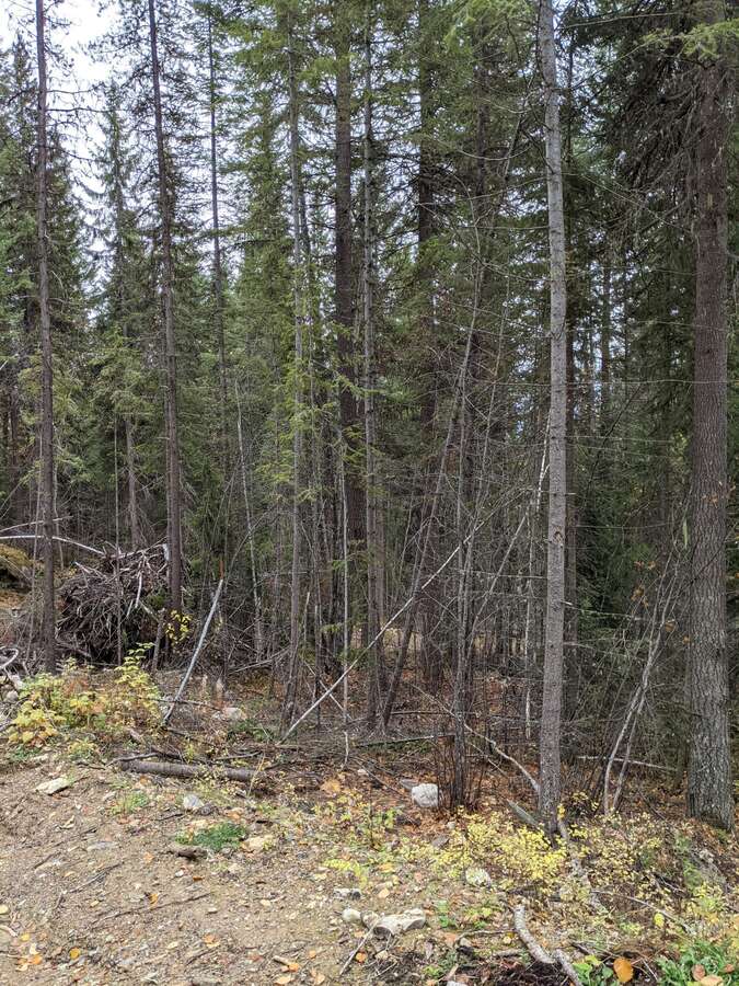 View of treed area on the property