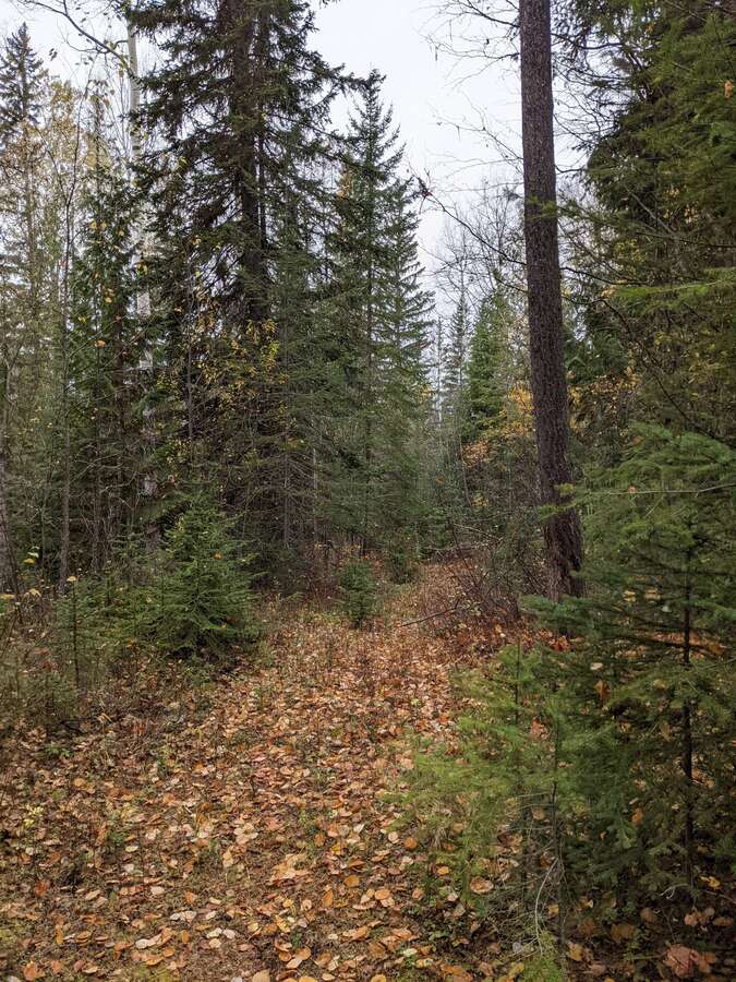 View of treed area on the property