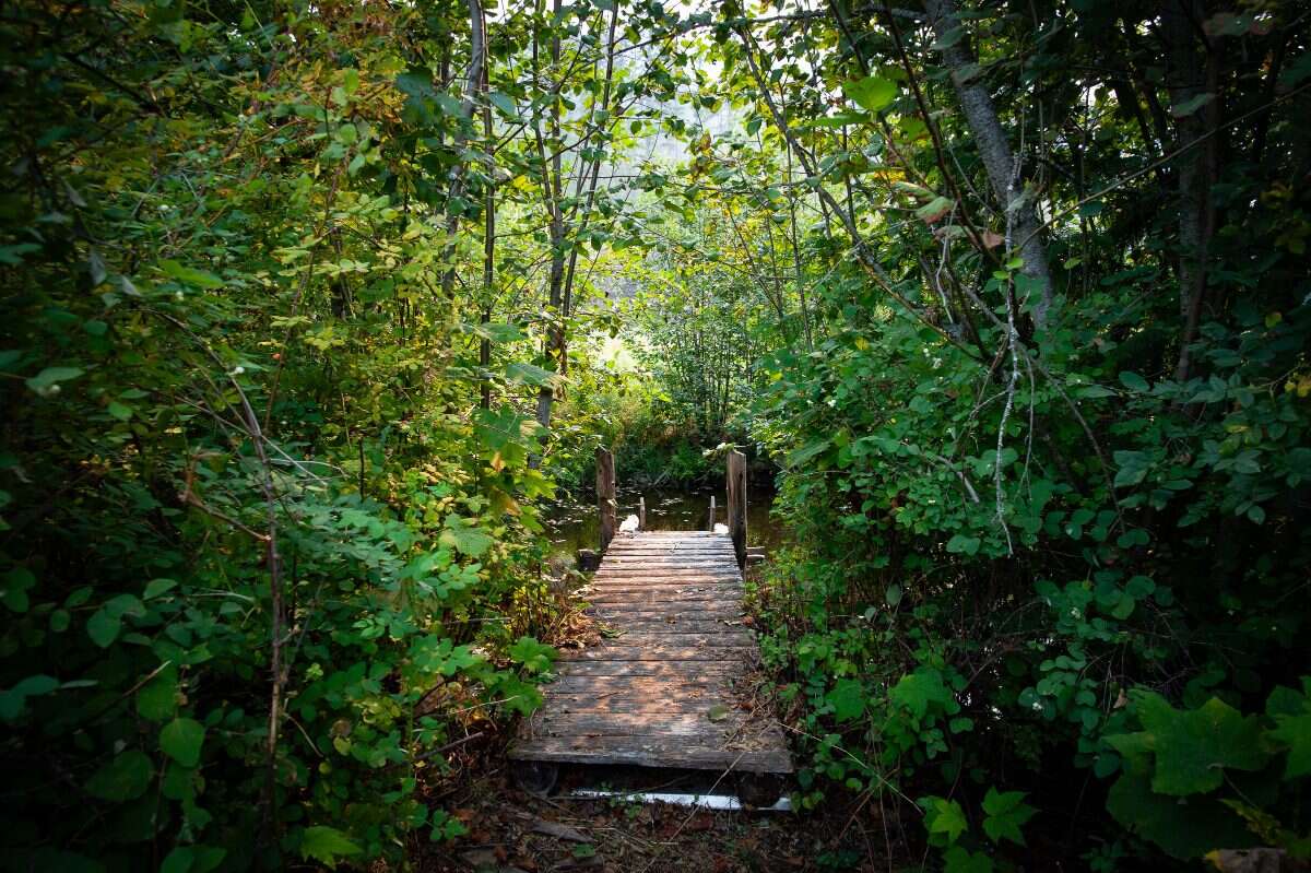 60 Private Acres Overlooking the Arrow Lakes