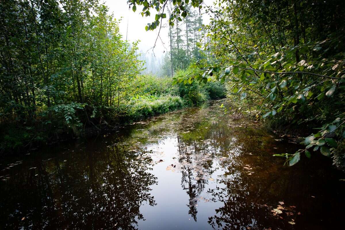 60 Private Acres Overlooking the Arrow Lakes
