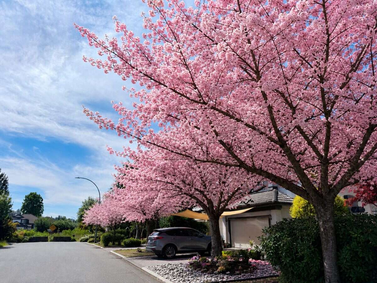 Fully Renovated House in Port Coquitlam