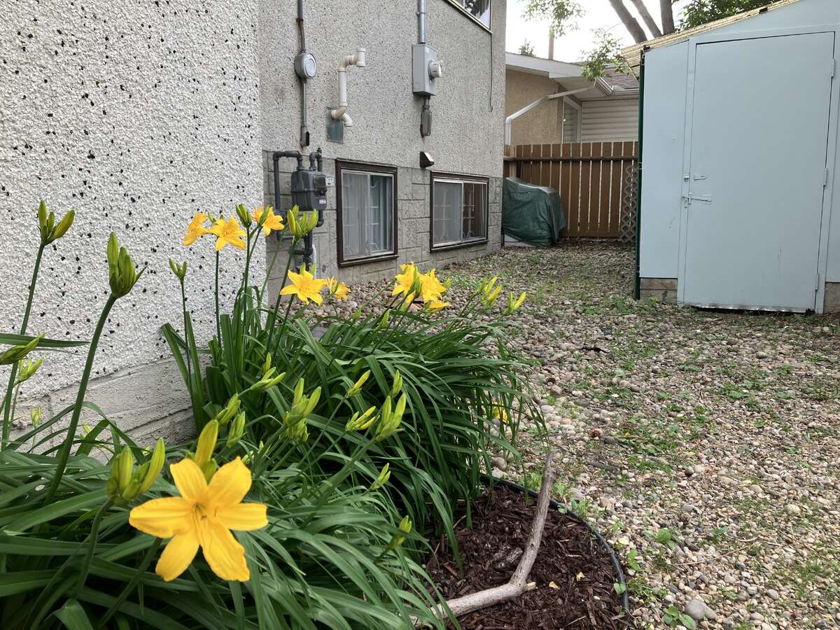 View of backyard - security windows and new fence