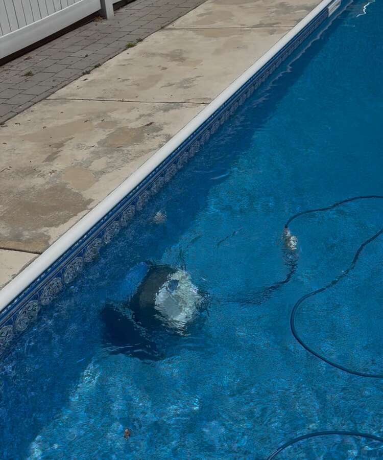 The pool robot cleans the pool & has scrubbers! You never vacuum the pool!