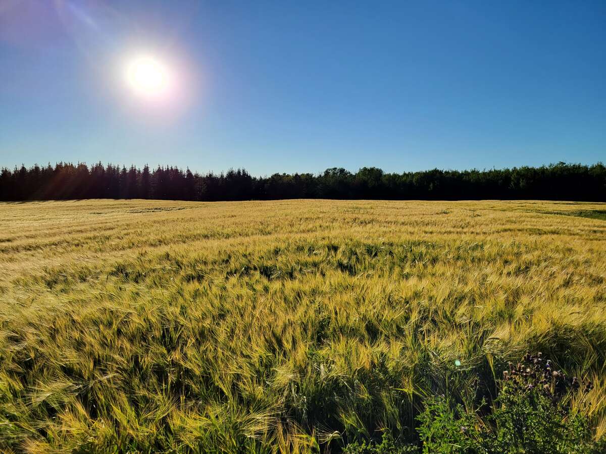 Crop - 2018