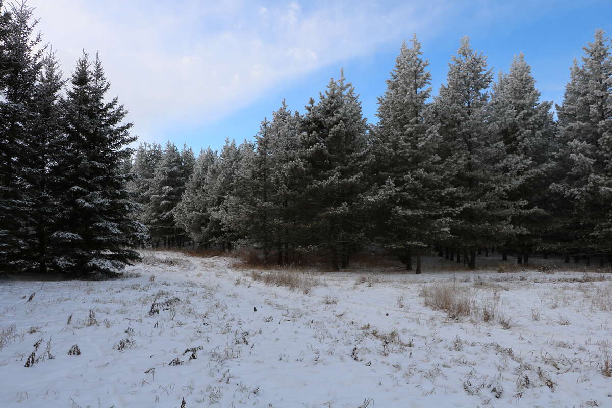 Trees - Northwest 12 Acres