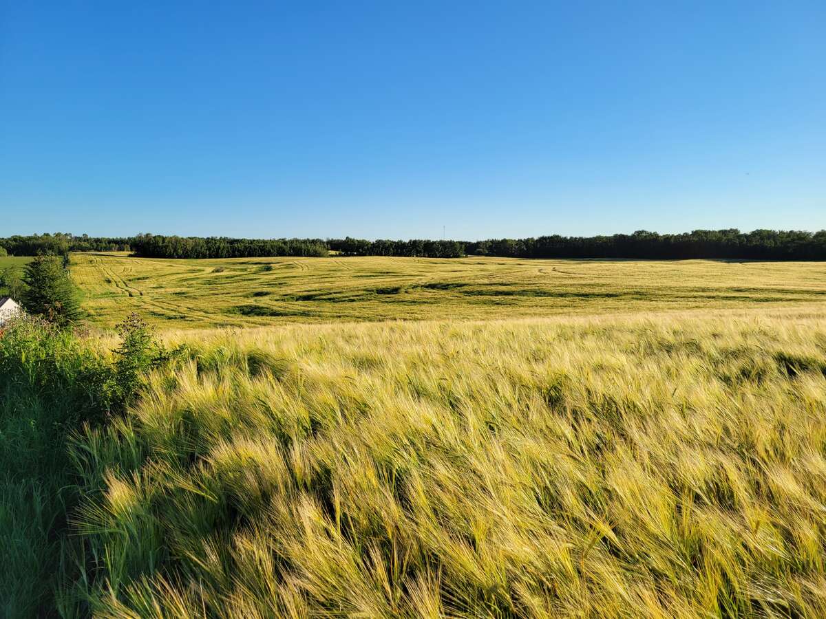 Crop - 2024.  Approximately 60 cultivated acres.