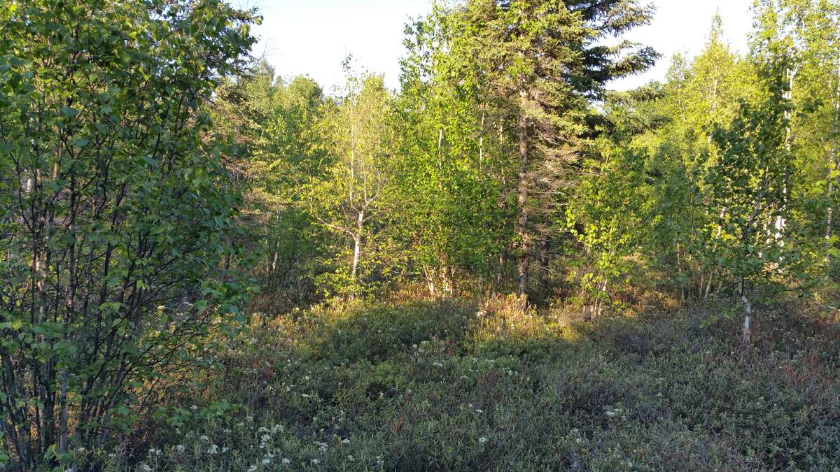 Trees along roadway.  South portion of field.