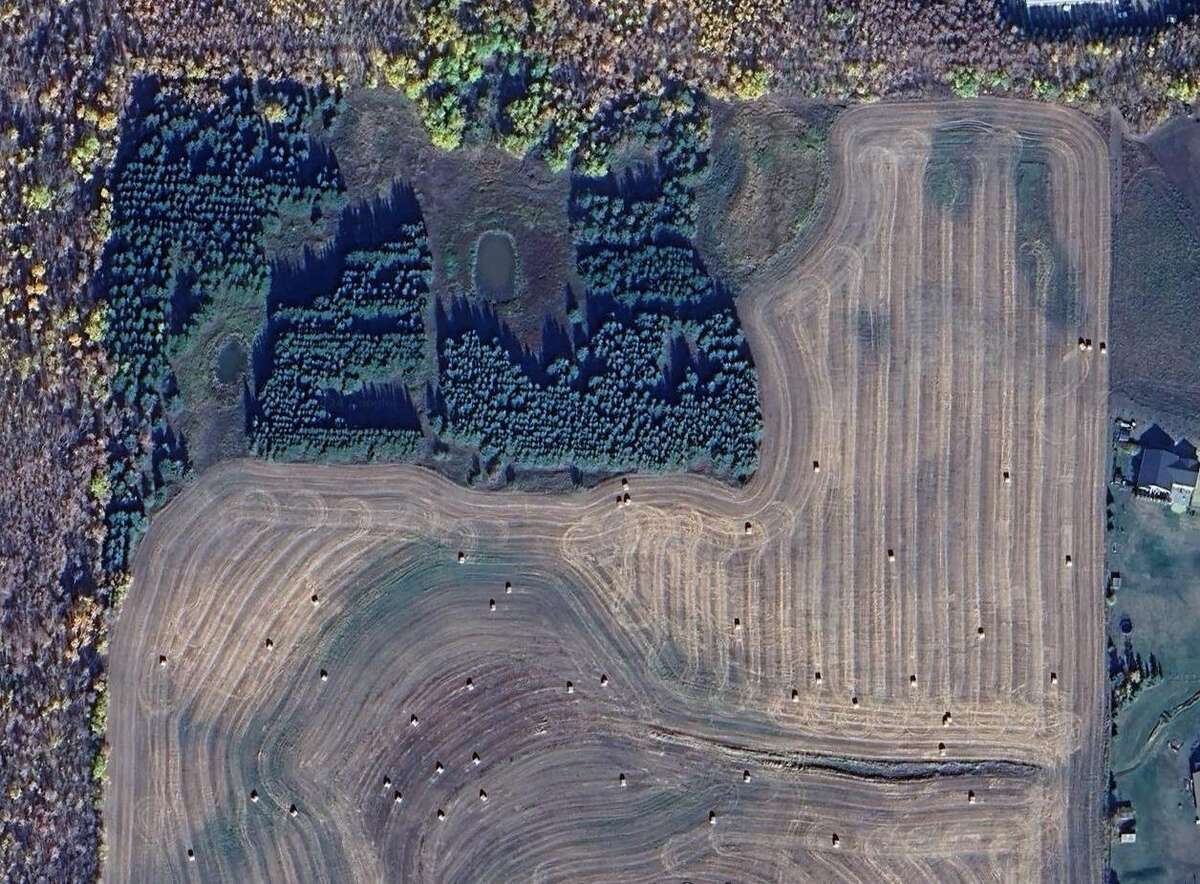 North portion of 80 acre field.  12 acres containing various species of coniferous trees.  Dugouts.
