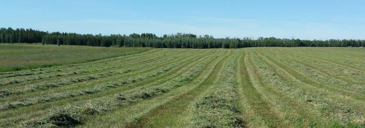 Hayland looking north toward coniferous trees