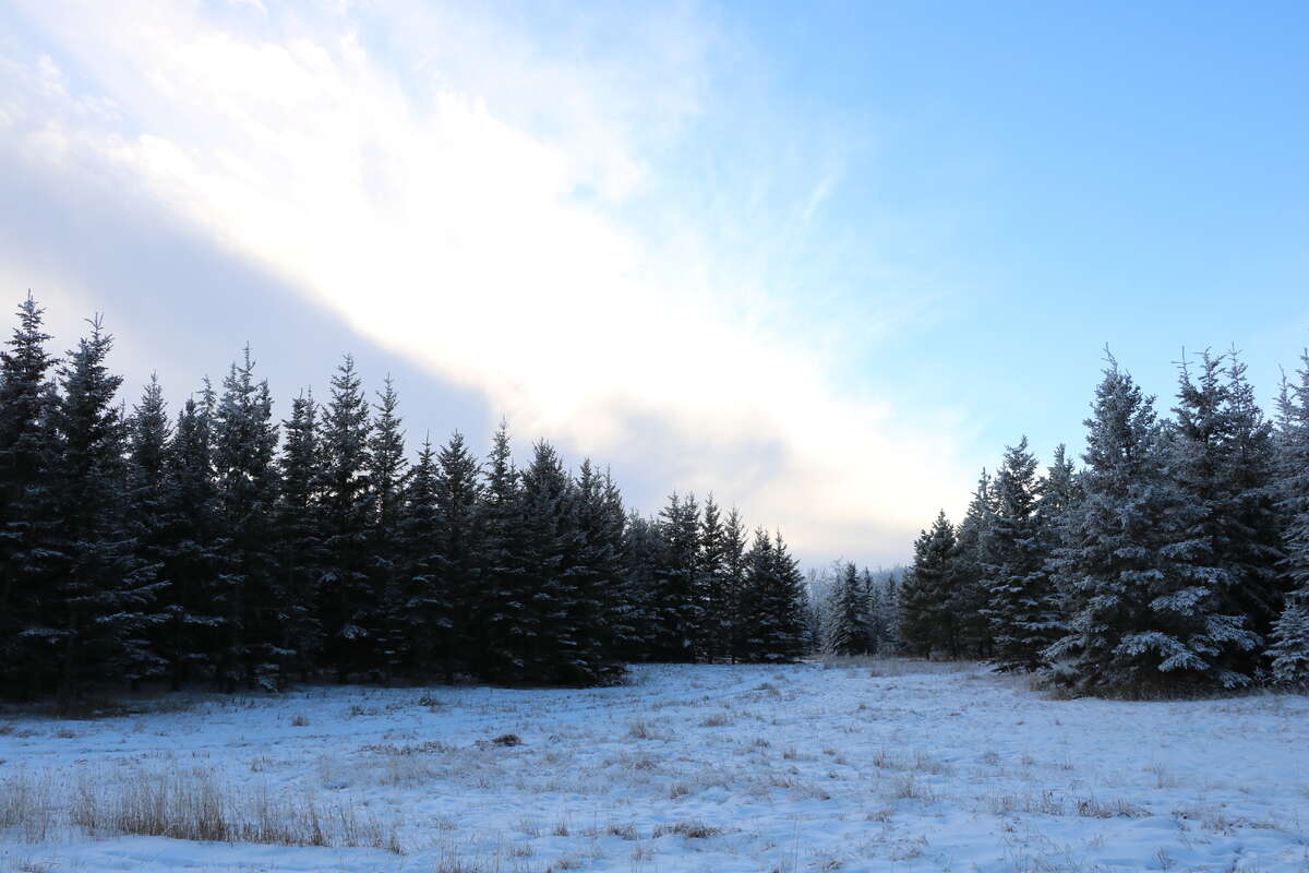 Trees - Northwest 12 Acres