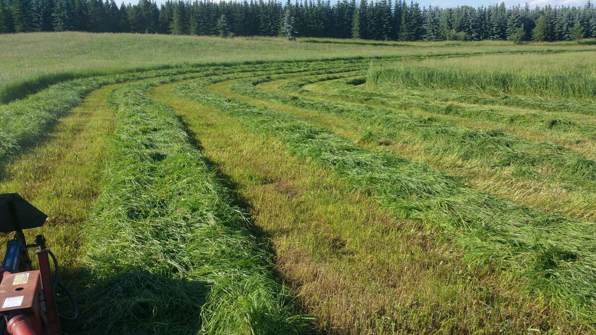 Hay