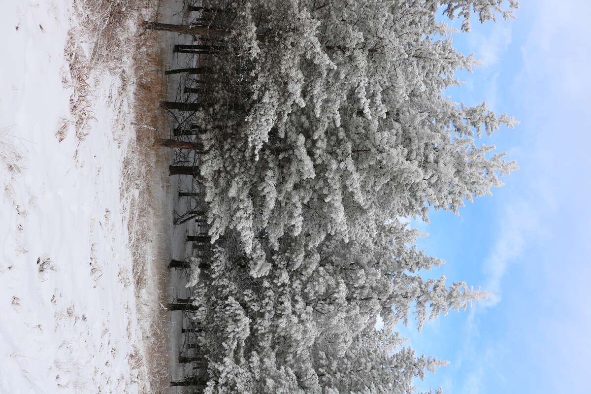 Trees - Northwest 12 Acres