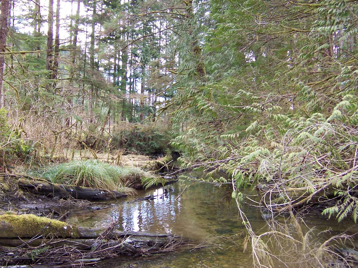 Stream Feb 2005