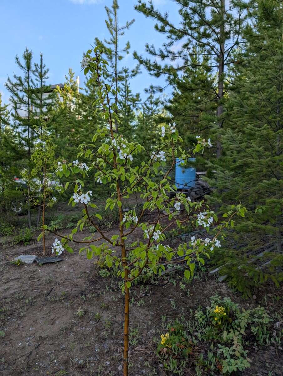 Beautiful 4ac Lot with Lookout Cabin