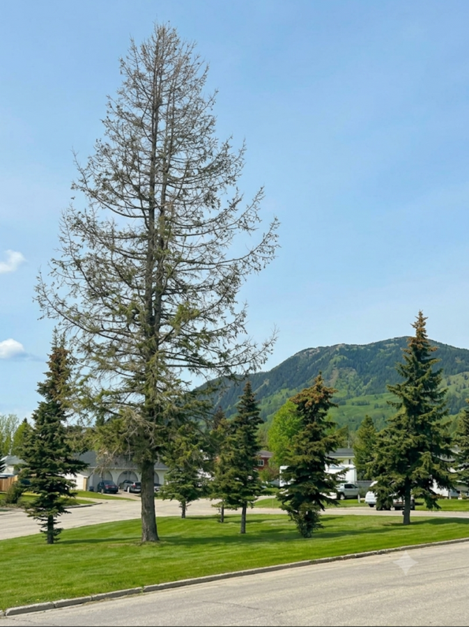 The Grande Cache Retreat