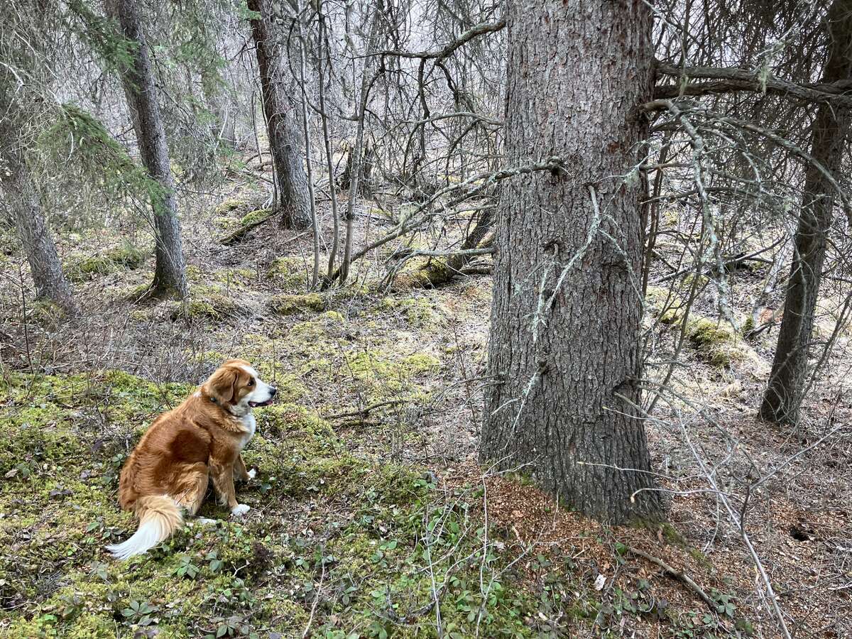 Call of the Wild