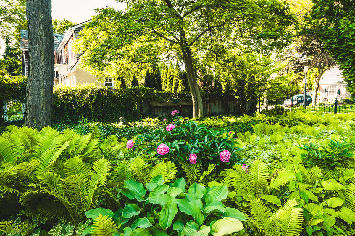 mature trees, ferns, ivy, slated pathways...