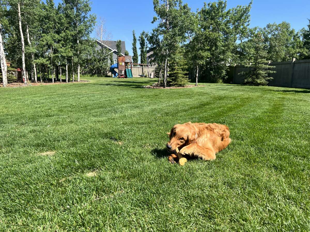 massive yard, fully fenced.
