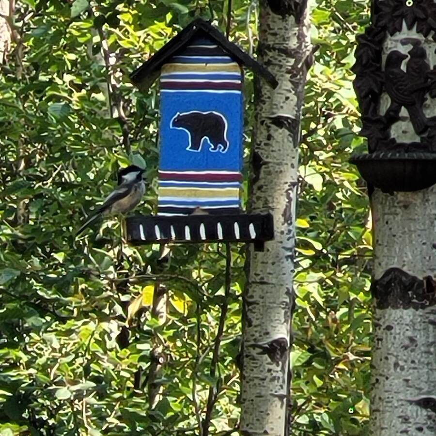 Enjoy the many Birds