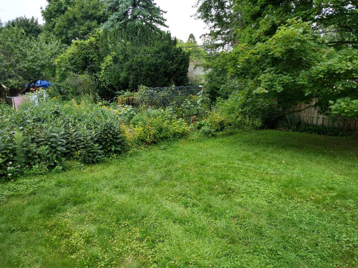 Backyard N