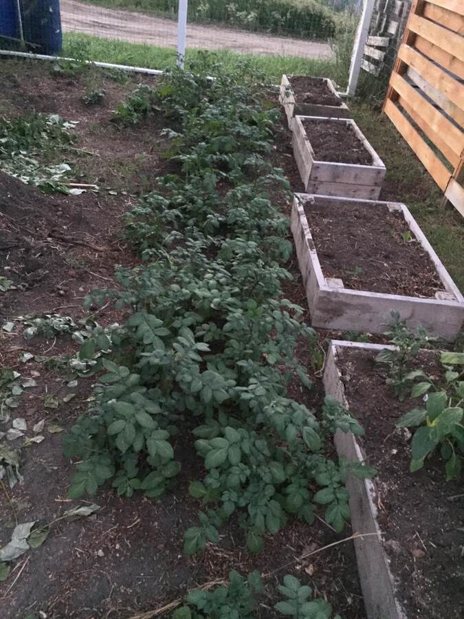 Potatoes at end of season. Squash already harvested. 2022. Fence rebuilt in 2023