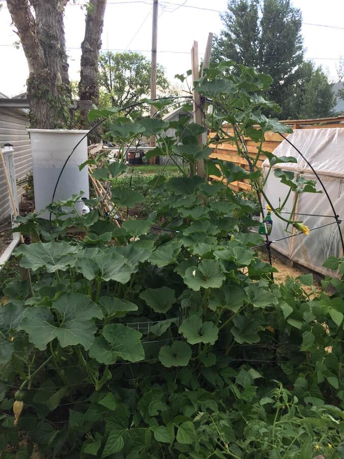 Another view of the garden. The trees were cut down in September 2023