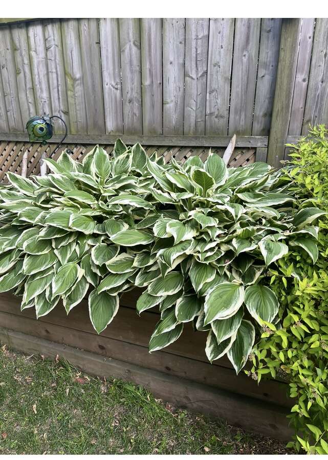Beautiful raised Garden at the side yard