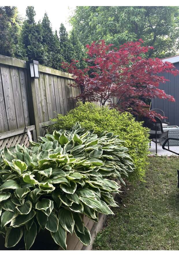Beautiful raised Garden at the side yard