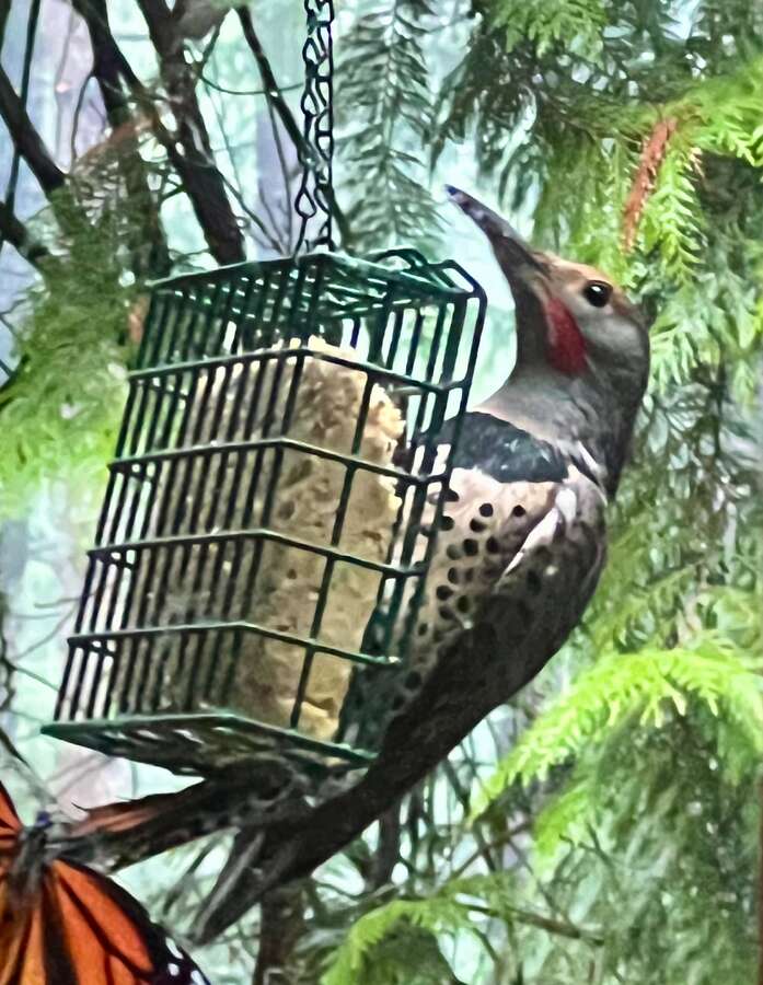 One of the many different types of Woodpeckers that visit