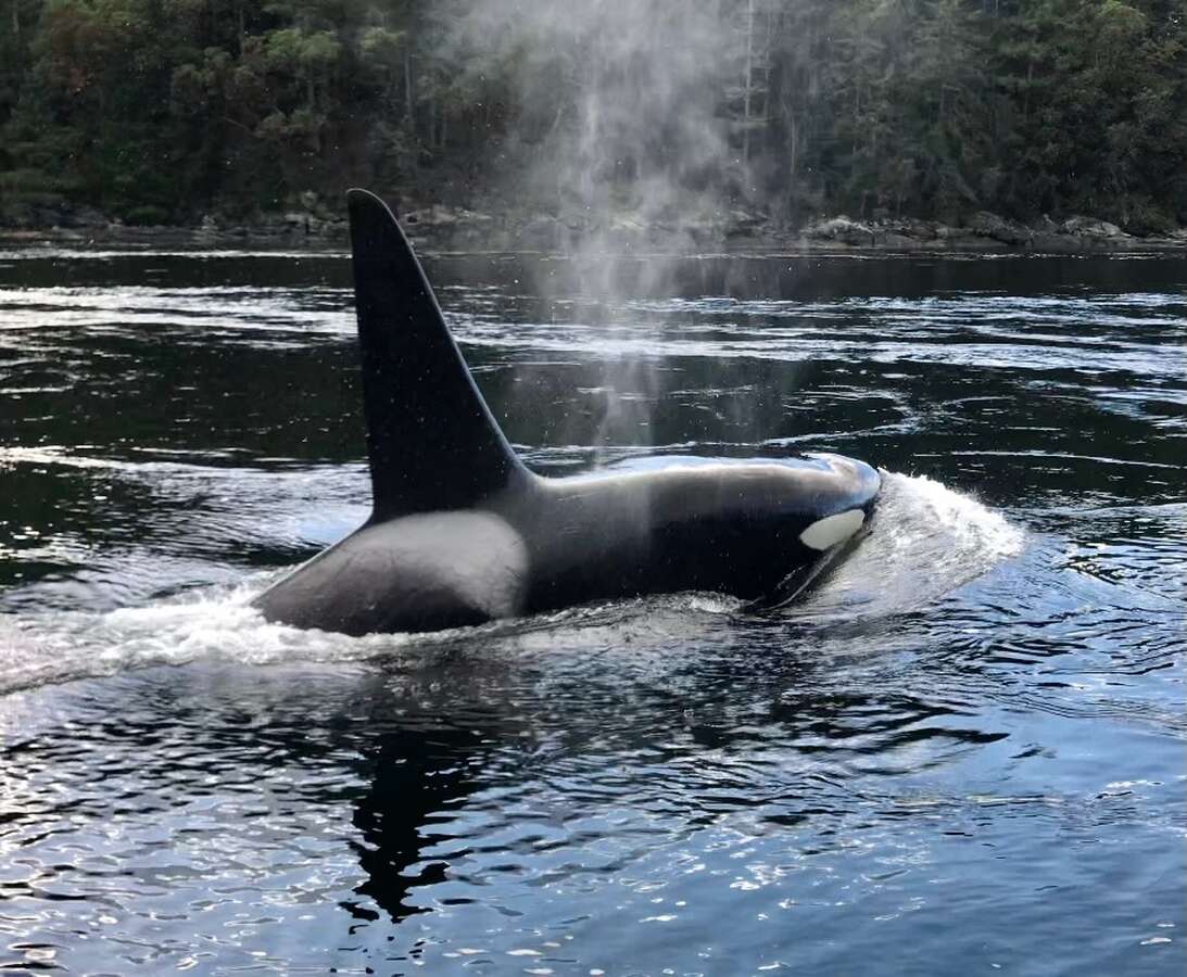 Orca's at Dodd Narrows (15 min walk)