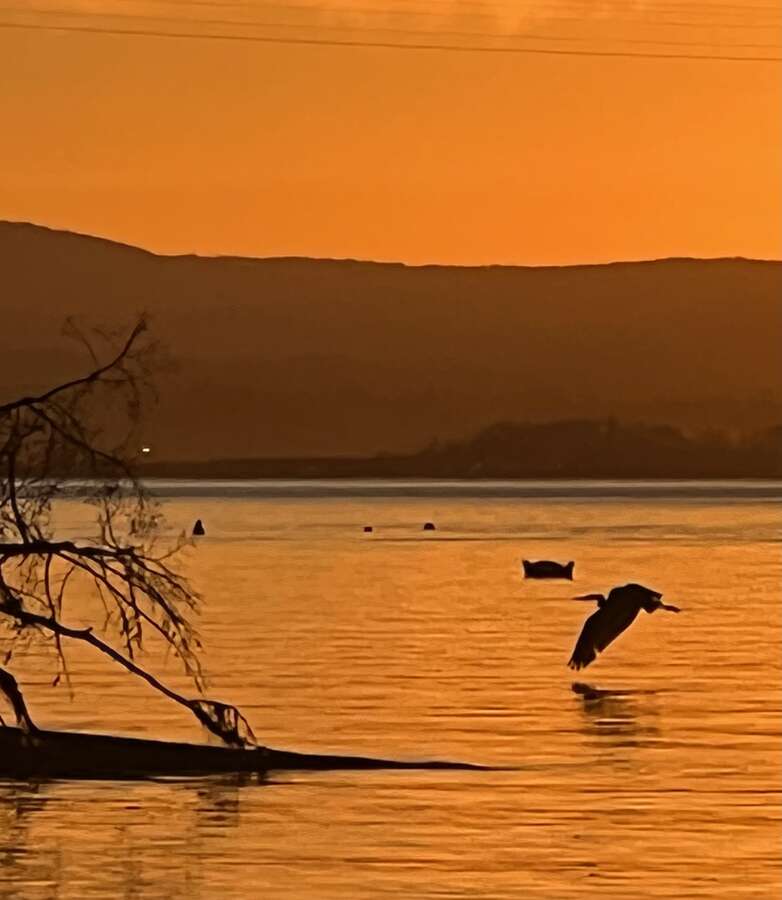 Blue Herron at sunset