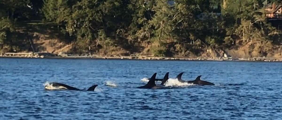 Orca Pod in False Narrows (Photo taken at beach access across the road)