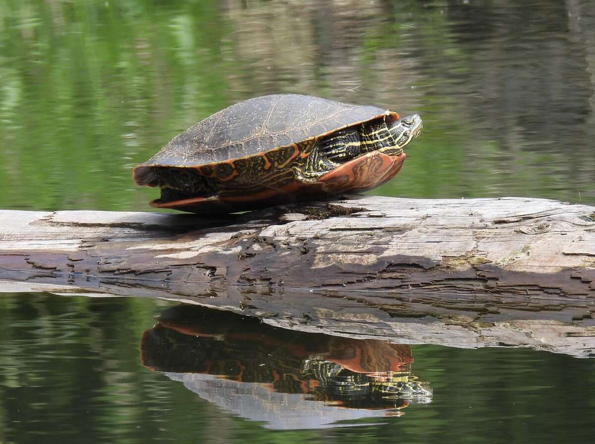 Endangered Painted turtle on log strategically placed by owners for optimum viewing.